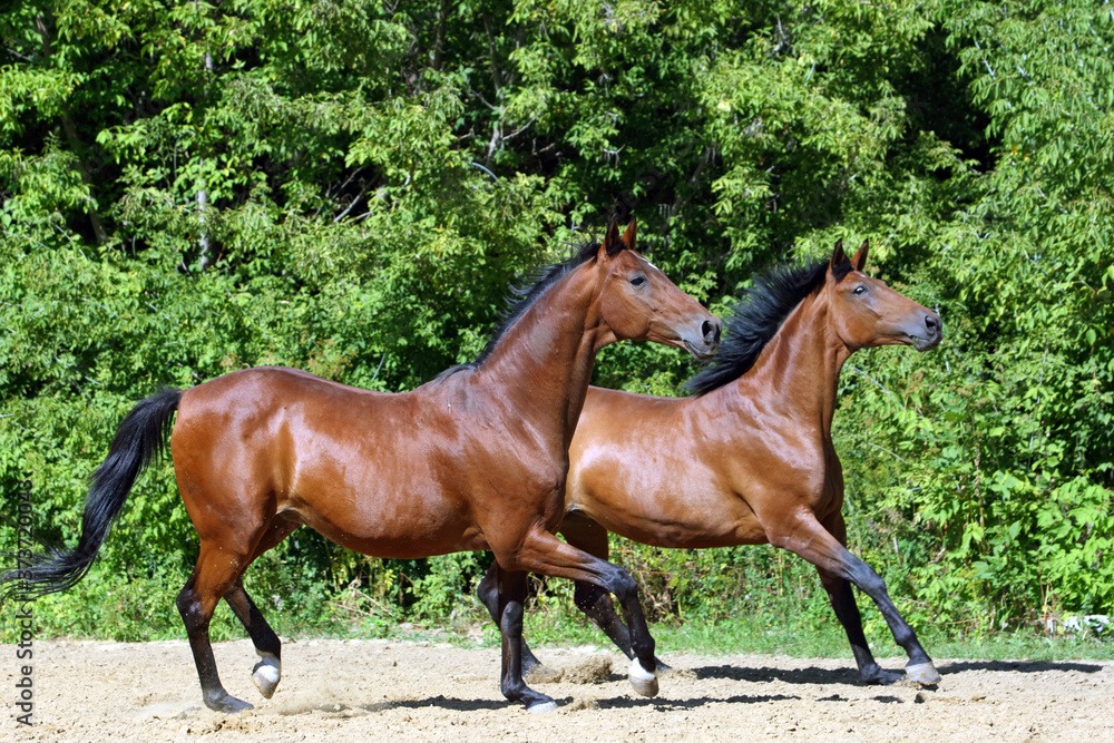 Two beautiful thoroughbred horses running together in summer woods Two beautiful thoroughbred horses running together in summer woods