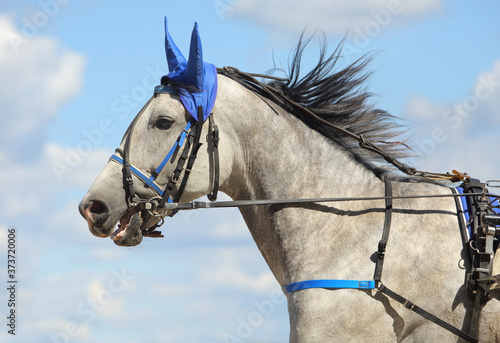 Portrait of a dapple grey horse trotter breed in motion on hippodrome