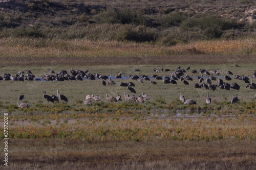 Bitter Lake National Wildlife Refuge in New Mexico with overwintering sandhill cranes in management fields and wetlands