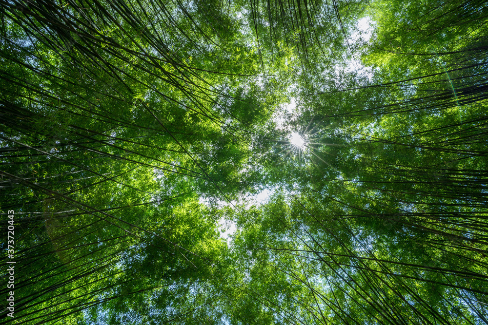 Green forest trees on a bright day, Tropical forests in Thailand, Nature tourism ideas for holidays. Green forest trees on a bright day, Tropical forests in Thailand, Nature tourism ideas for holidays.