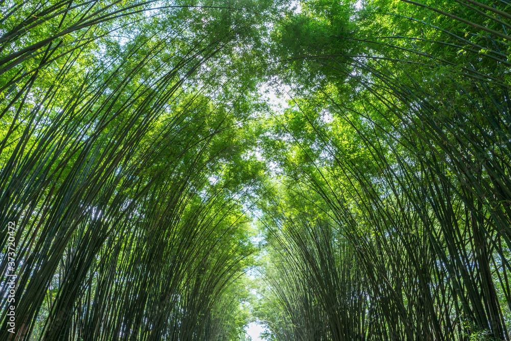Green forest trees on a bright day, Tropical forests in Thailand, Nature tourism ideas for holidays. Green forest trees on a bright day, Tropical forests in Thailand, Nature tourism ideas for holidays.