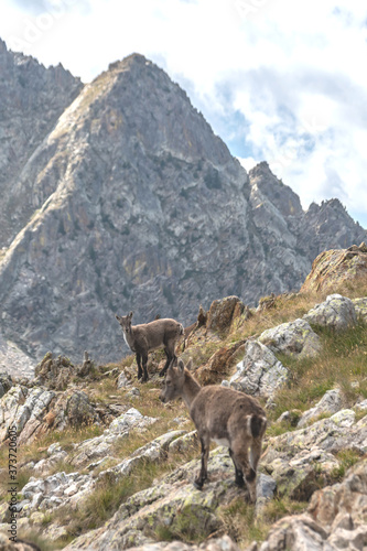 Bouquetin dans les Alpes © Bernard