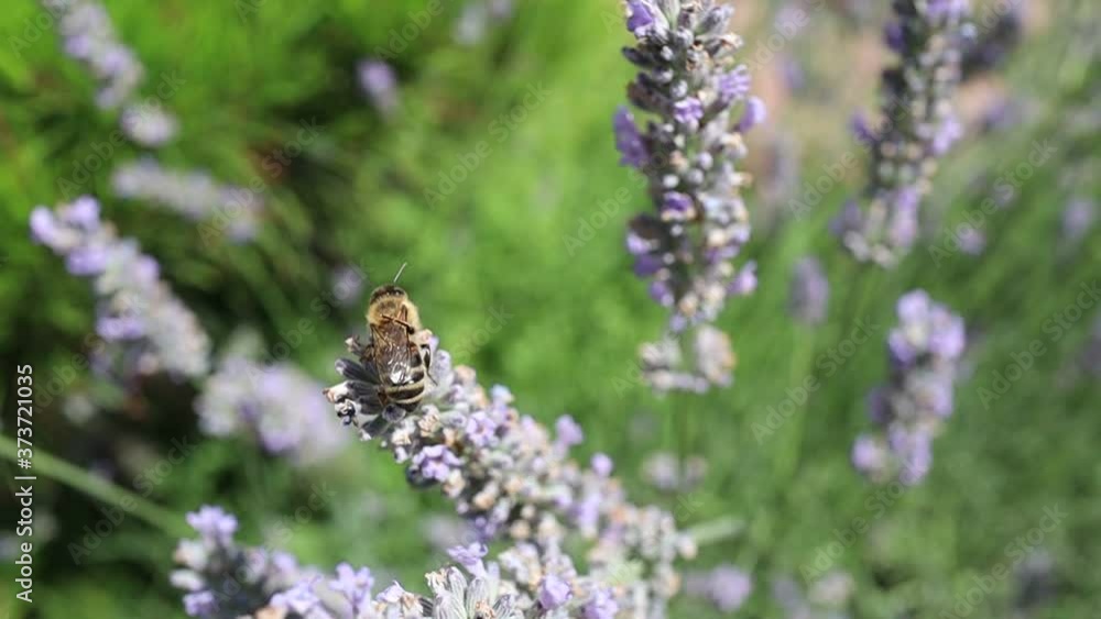 Western Honey Bee Stretching on Lavender during Sunny Day in the Garden. Top View of European Honey Bee on Lavandula. Western Honey Bee Stretching on Lavender during Sunny Day in the Garden. Top View of European Honey Bee on Lavandula.