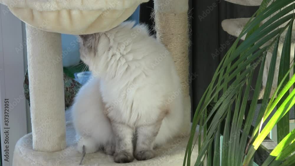 Beautiful cat sitting on cat tower. Cute cat and tree in room (Felis catus)
Beautiful cat sitting on cat tower. Cute cat and tree in room (Felis catus)