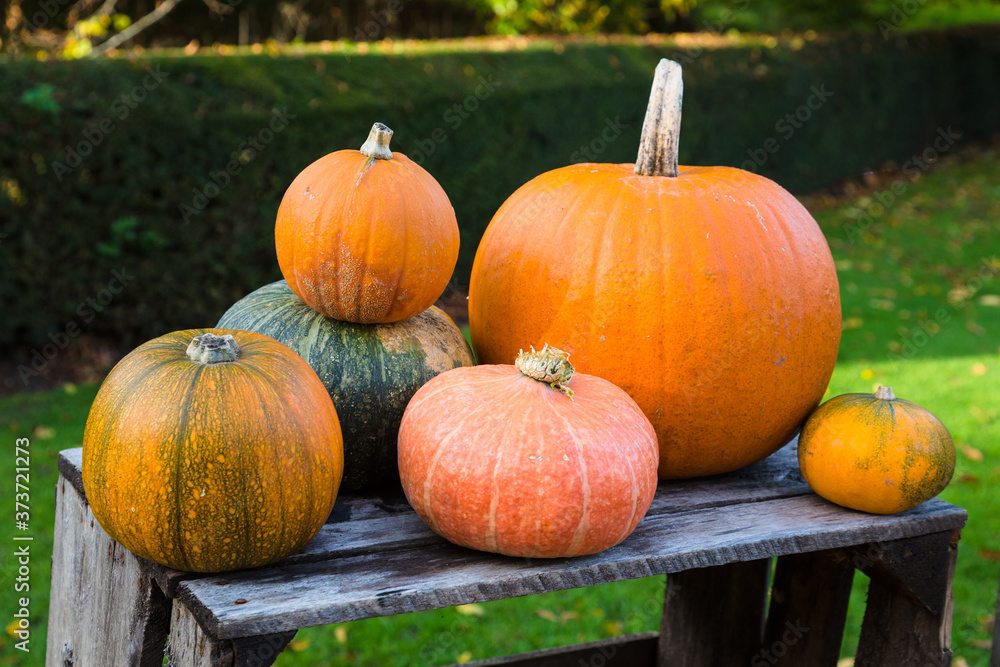 Bright Coloured Pumpkins Bright Coloured Pumpkins