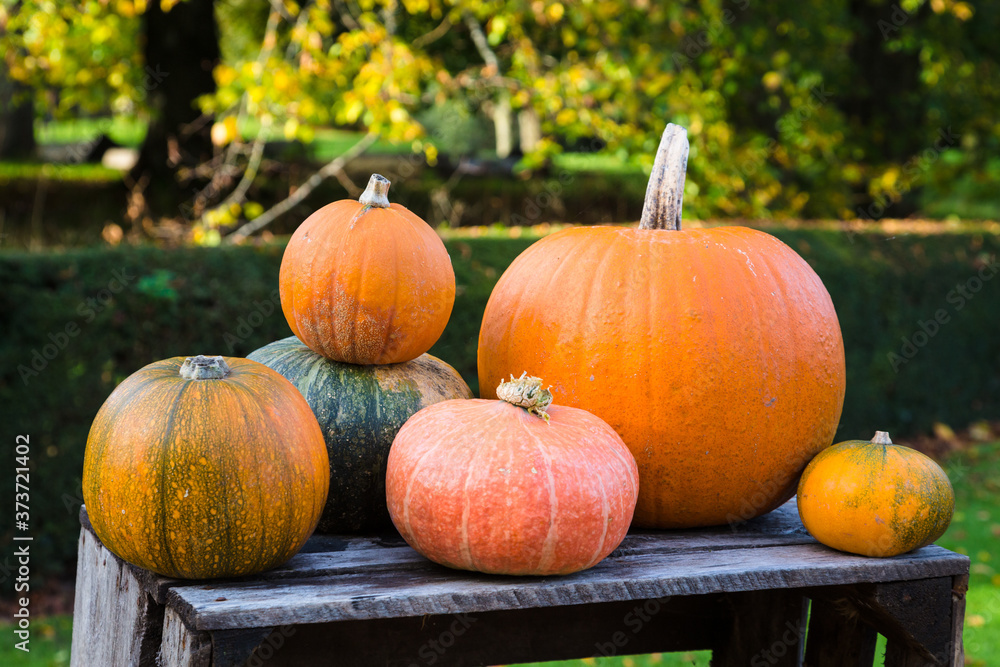 Bright Coloured Pumpkins