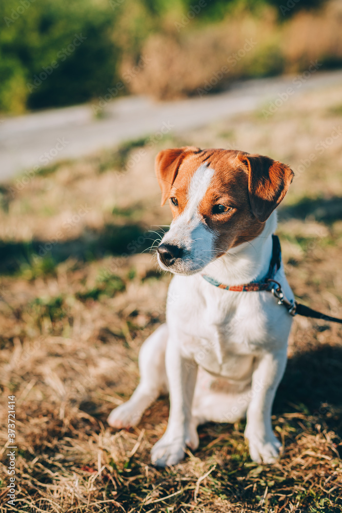 Adorable puppy Jack Russell Terrier on the meadow before sunset.