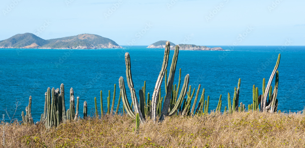 cactus forest with tropical sea on the background