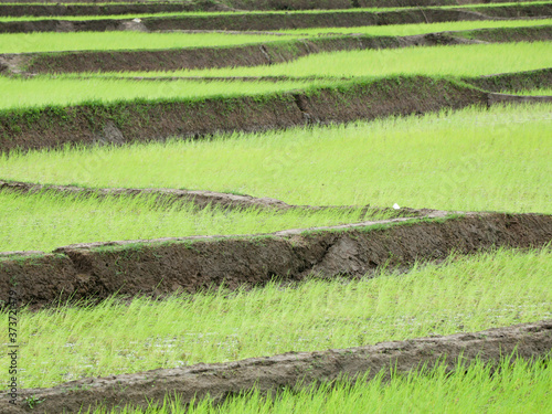 Newly planted paddy field in a village