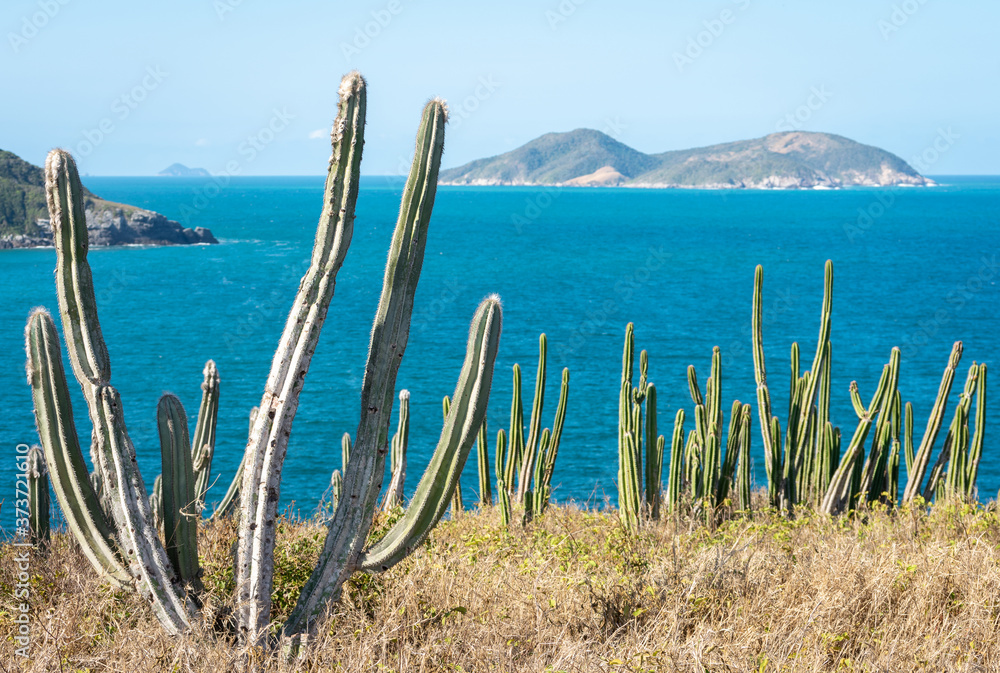 cactus forest with tropical sea on the background