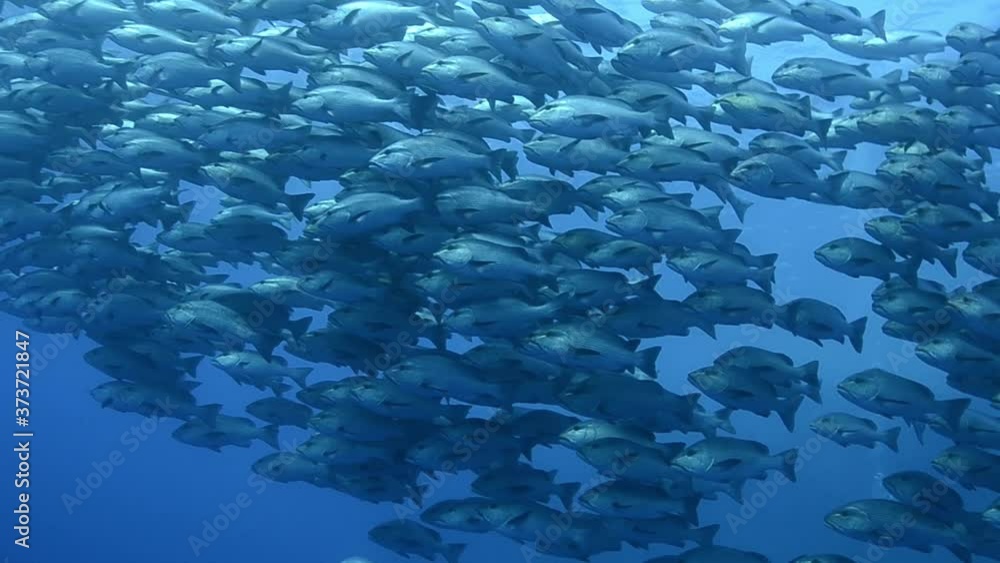 school of snapper on a reef in the ocean school of snapper on a reef in the ocean