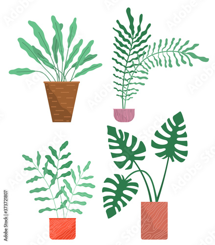 Potted evergreen house plants. Eco style illustration, modern and elegant home decor, vector flowers. Set of decorative indoor plants in ceramic containers for interior decoration isolated on white