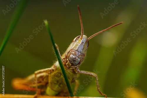 green grasshopper on a leaf © Knut