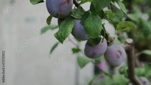 Wallpaper Mural Branches of a plum tree with ripe fruits Torontodigital.ca