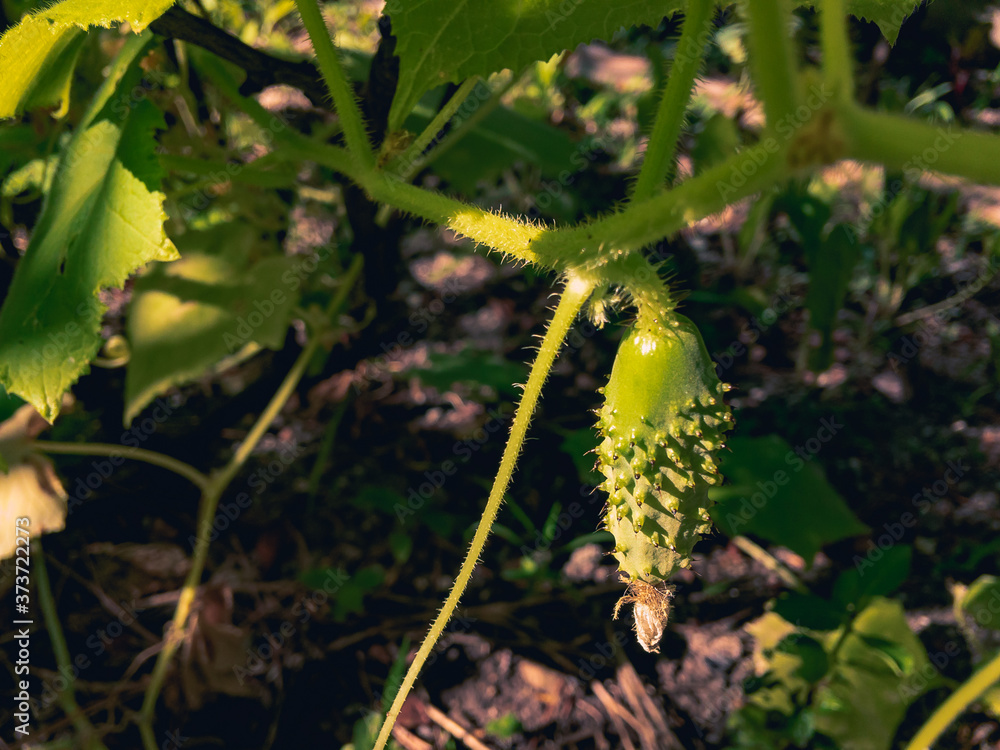 Obraz premium Young green fruit of a cucumber grows in the sun on a summer day.