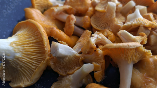 Obraz na płótnie photo of chanterelle mushrooms on a black teflon frying pan w salonie