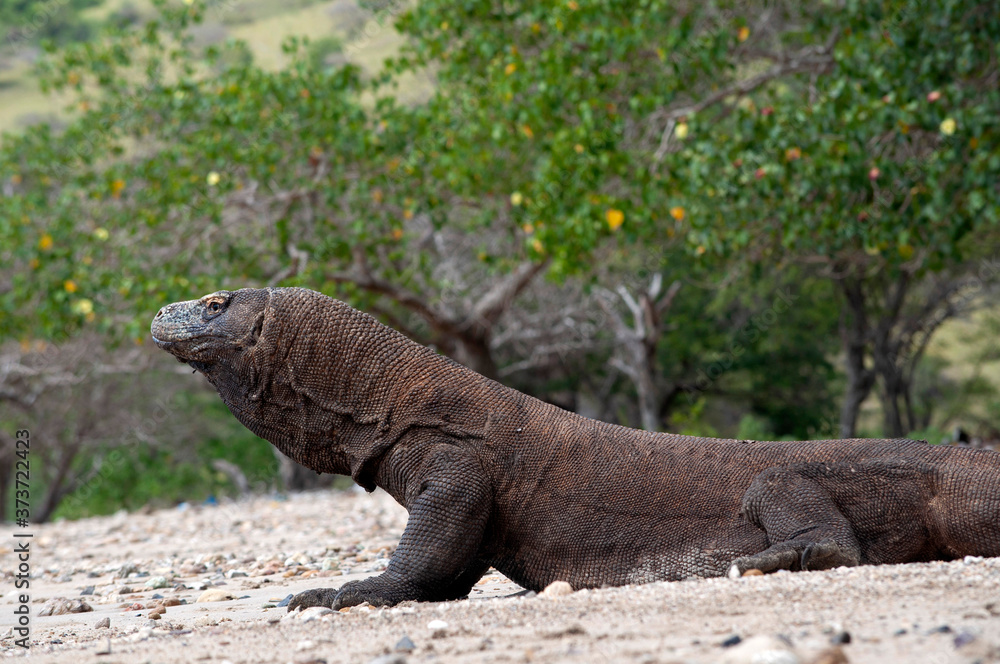 Komodo dragon only lives in Flores Island, Indonesia under protected habitat on Komodo National Park.
Komodo dragon only lives in Flores Island, Indonesia under protected habitat on Komodo National Park.