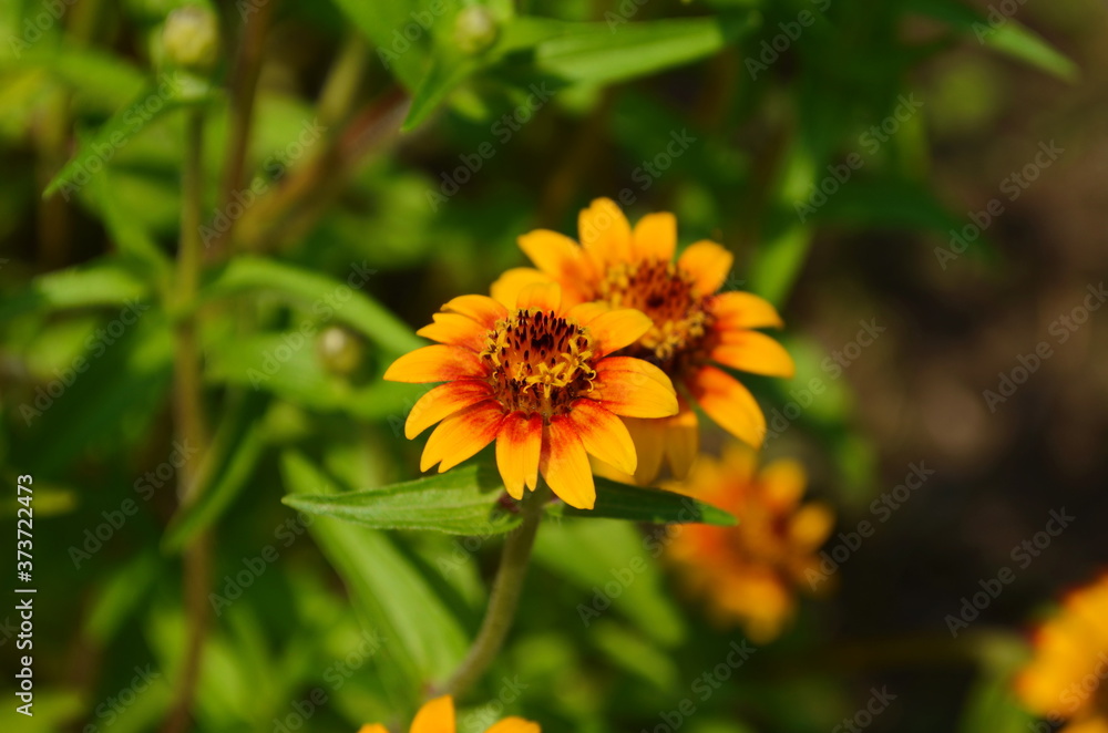 colorful zinnia flowers blooming in field colorful zinnia flowers blooming in field