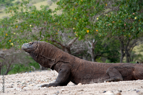 Komodo dragon only lives in Flores Island  Indonesia under protected habitat on Komodo National Park. 