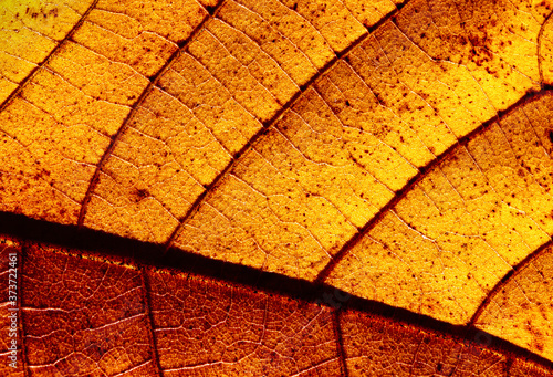 Detailed macro shot of Yellow Hickory Tree Leaf in Autumn