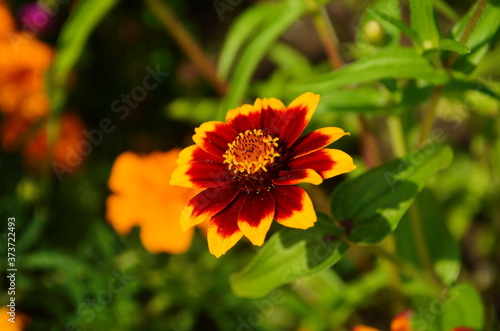 colorful zinnia flowers blooming in field