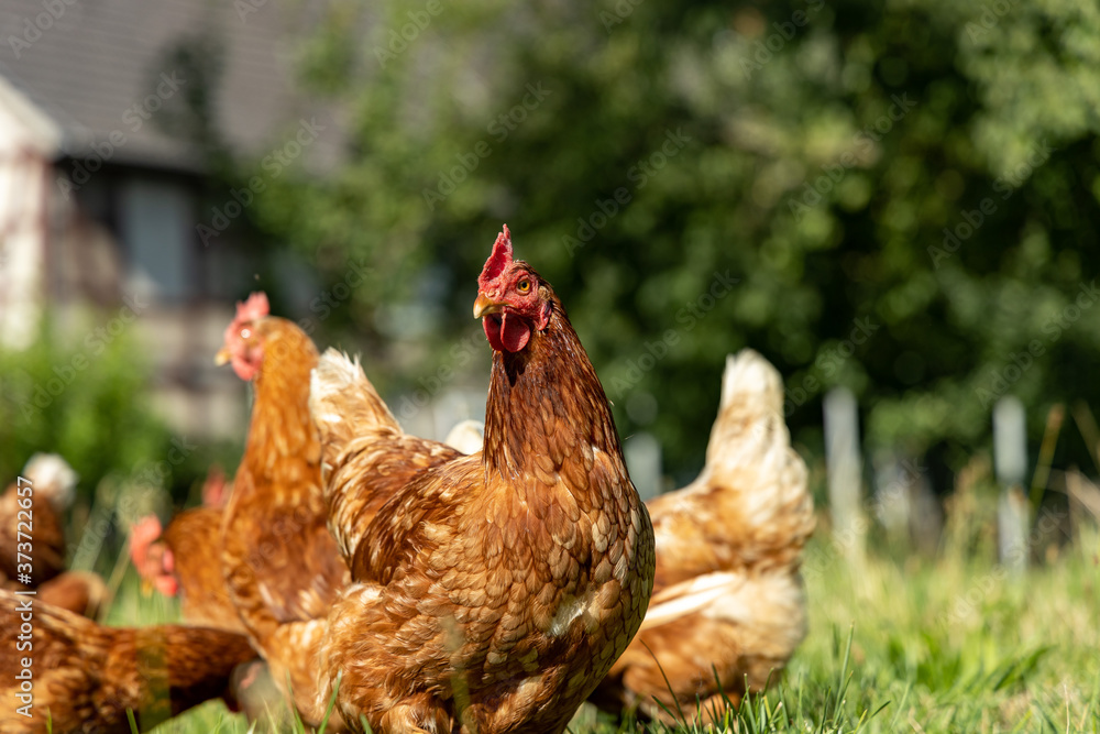 Fototapeta premium Free range organic chickens poultry in a country farm, germany