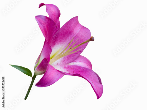 Violet lily isolated on white background. Beautiful still life. Flower in the shape of a star. Spring time. Flat lay, top view