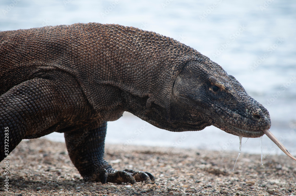 Komodo dragon only lives in Flores Island, Indonesia under protected habitat on Komodo National Park.
