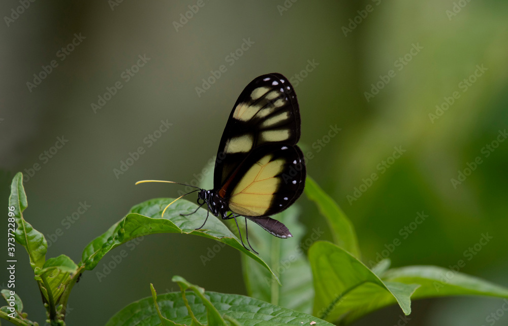 Fototapeta premium Close up of a beautiful butterfly on top of a leaf in the rain forest of Panama
