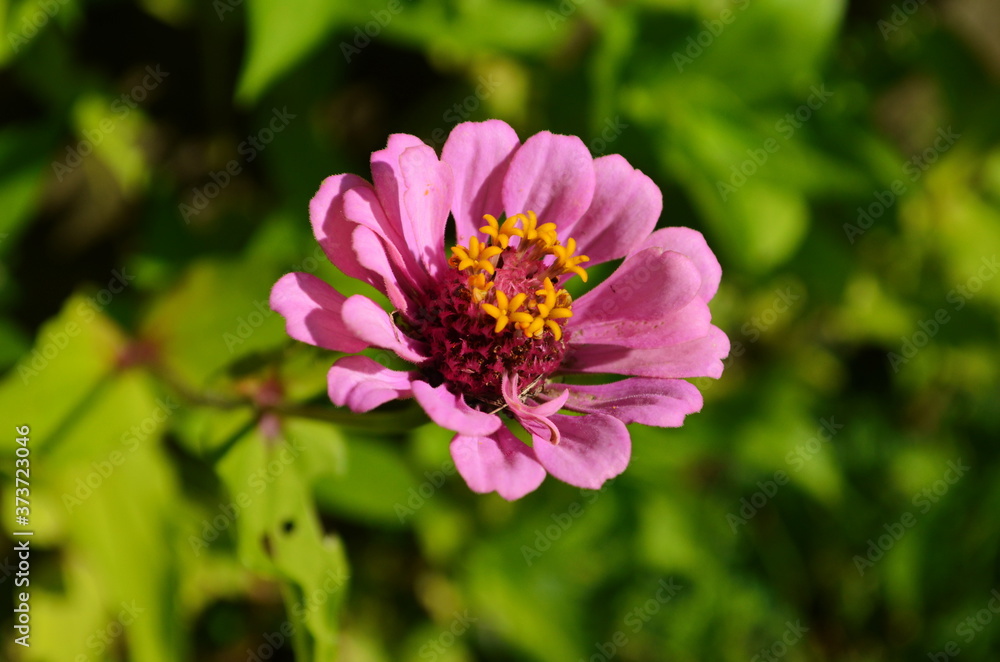 colorful zinnia flowers blooming in field