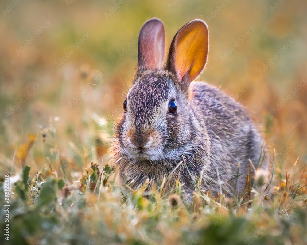 Fototapeta premium YOUNG RABBIT CLOSE UP IN ONTARIO,CANADA