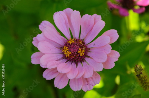 colorful zinnia flowers blooming in field