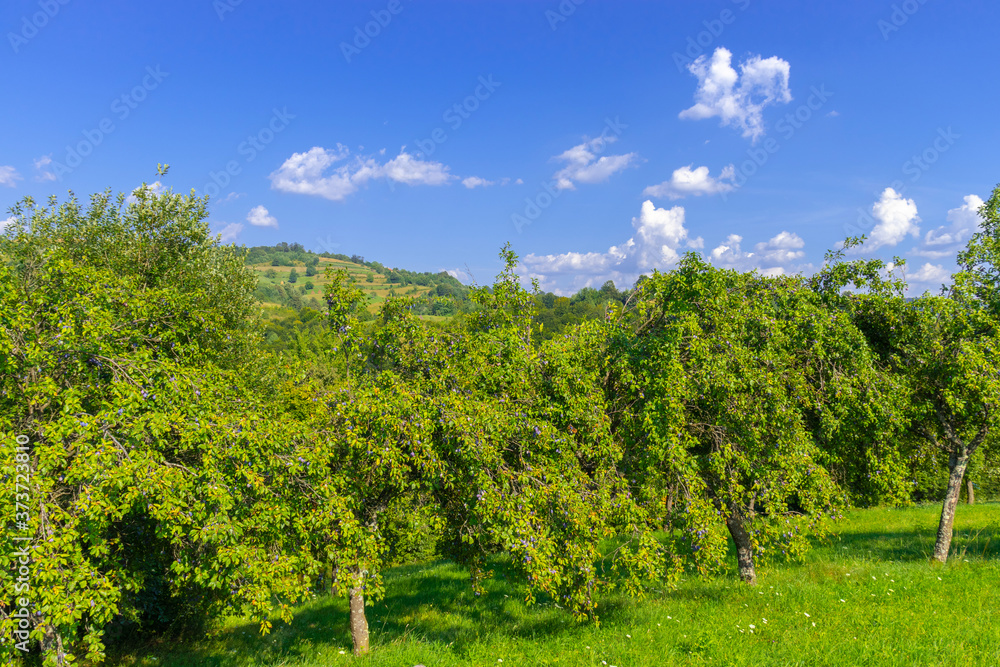 landscape with bio plum trees in the mountains