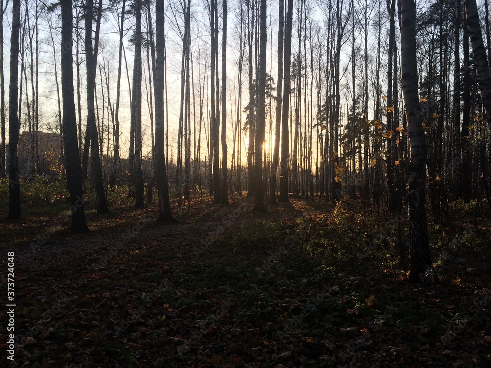 Fototapeta premium morning in the forest