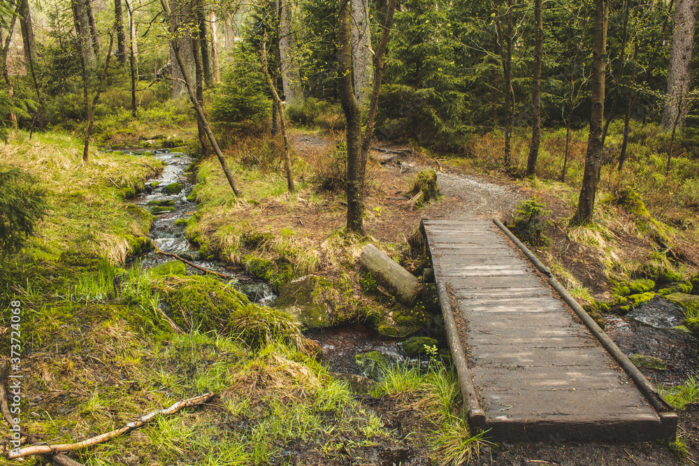 Obraz premium Wooden walkway in forest at Harz Mountains National Park, Germany