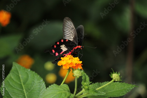 Schmetterling sitzt auf einer gelben Blüte