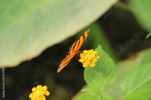 Schmetterling sitzt auf einer gelben Blüte
