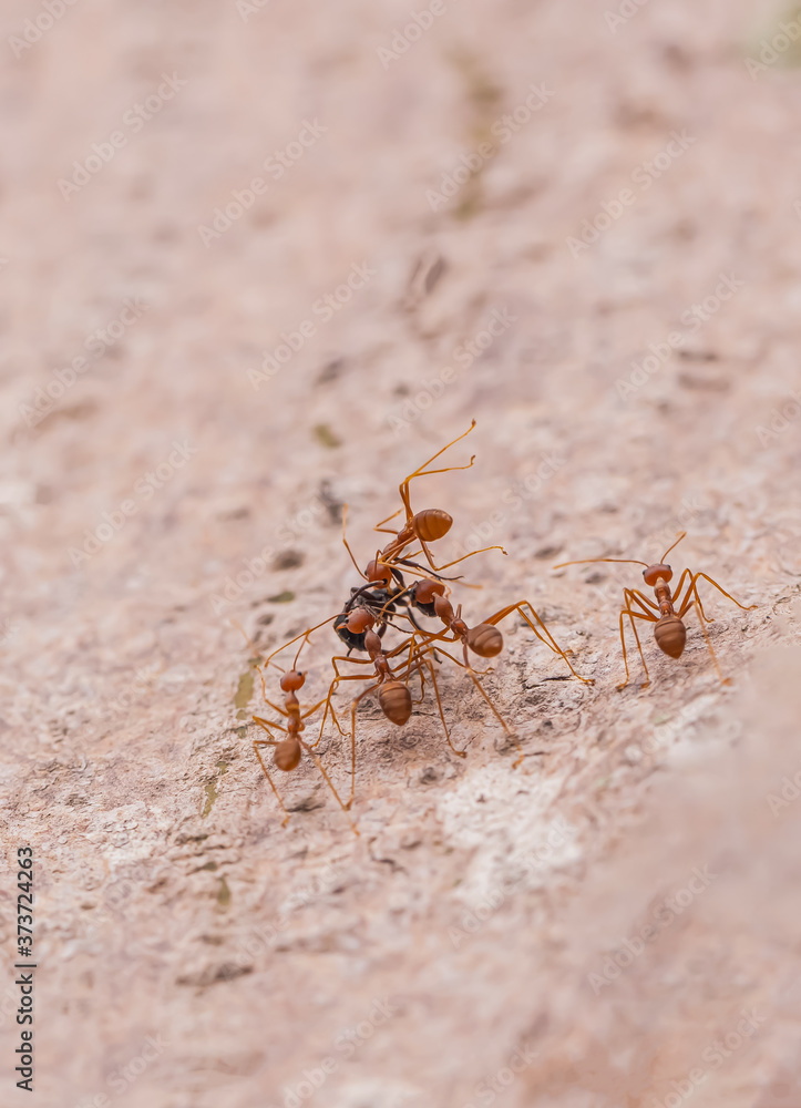 A group of red ants are eating food A group of red ants are eating food