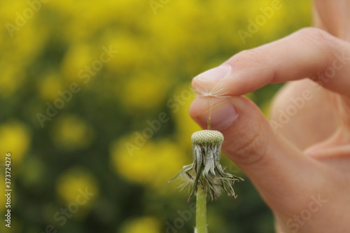 Finger halten zwei Samen eines Löwenzahns