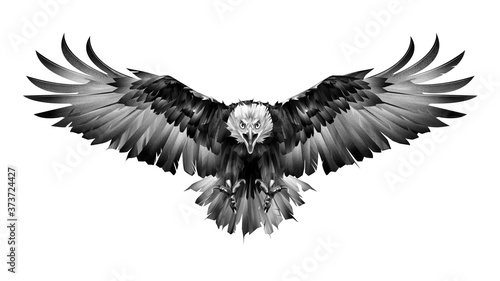 Stampa su tela hand drawn graphics bird eagle front view on white background