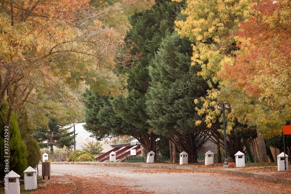 Obraz premium A winding road curves through a autumn scenic park alike place. Lots of dried leaves on the ground during autumn and trees are very colourful. November and autumn concept.Tree on the right is in focus