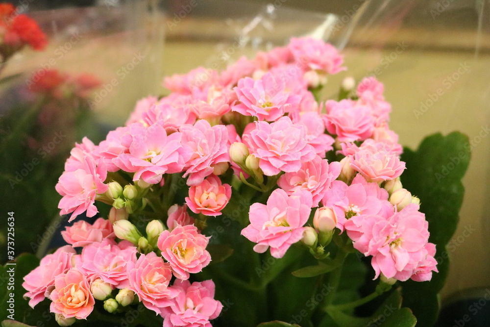 Fototapeta premium small pink flowers in the supermarket