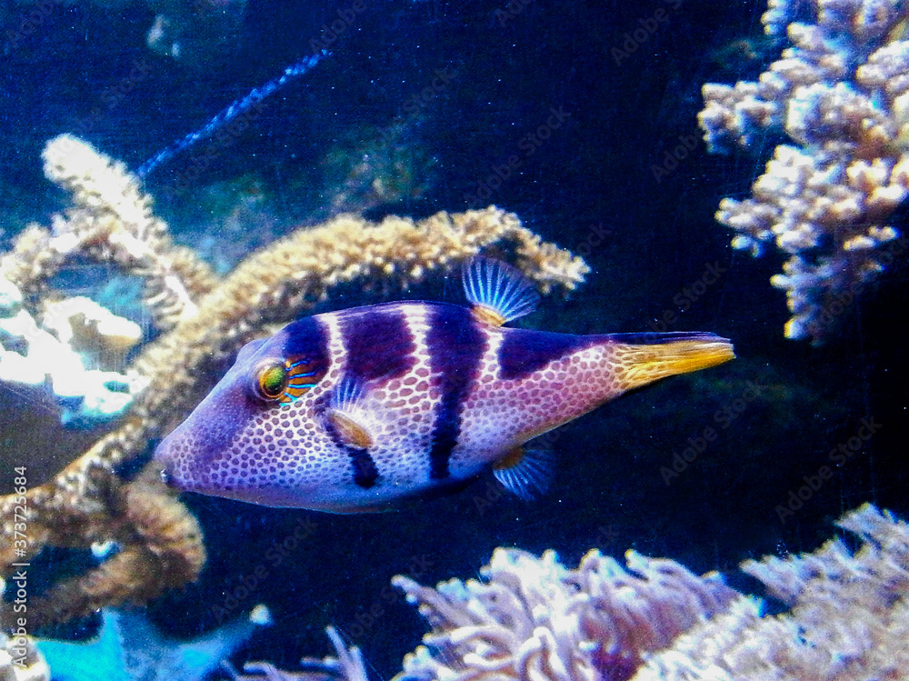 Obraz premium Spider's Eye Puffer - Canthigaster valentini a saltwater fish with a distinctive pattern.