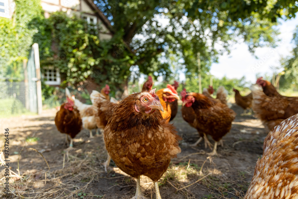 Fototapeta premium Free range organic chickens poultry in a country farm, germany