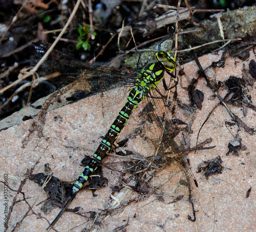 Blue Darner - Aeshna cyanea. A very nicely patterned dragonfly.