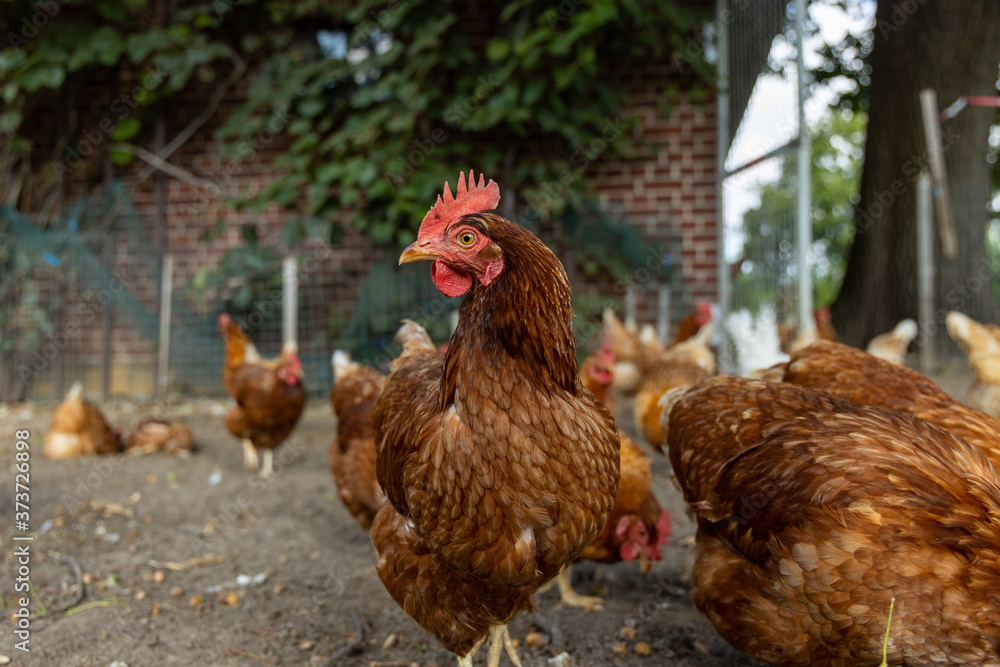 Fototapeta premium Free range organic chickens poultry in a country farm, germany