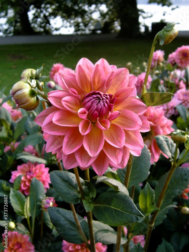 A delicate pink flower of the Dahlia 'Yang' taken in a park.