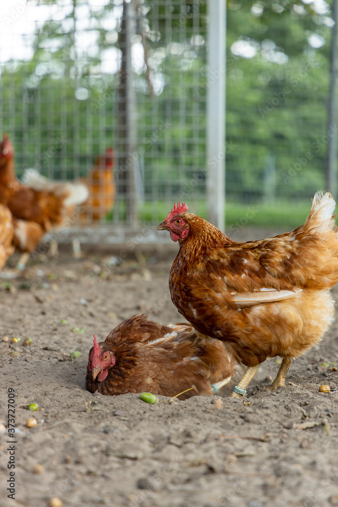 Fototapeta premium Free range organic chickens bathing in dirt. poultry in a country farm, germany