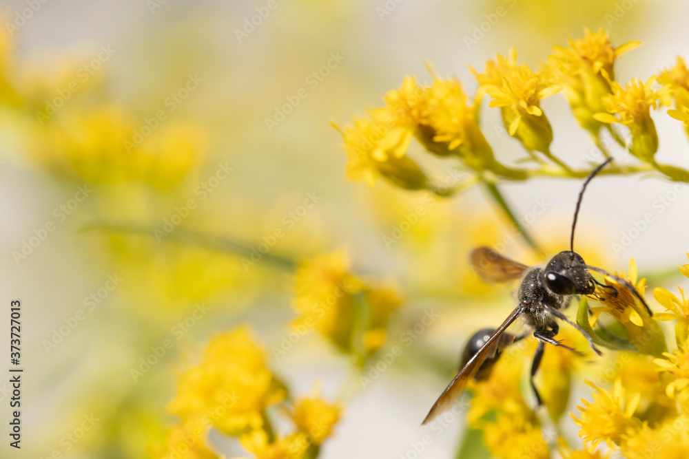 Flying ant on yellow flower
