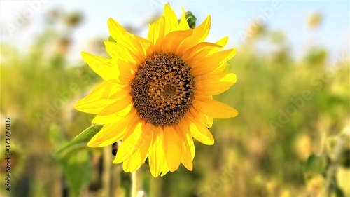 Fototapeta Naklejka Na Ścianę i Meble -  field of yellow flowers - sunflowers